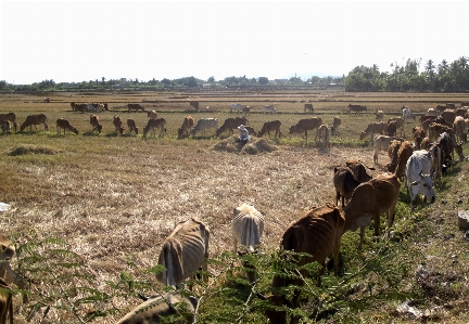 Rice fields herd pasture Photo