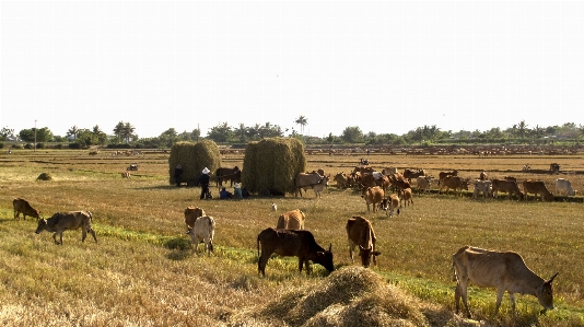 Rice fields herd pasture Photo