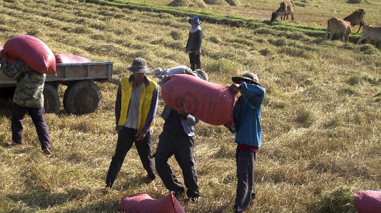 Rice fields grassland adaptation Photo