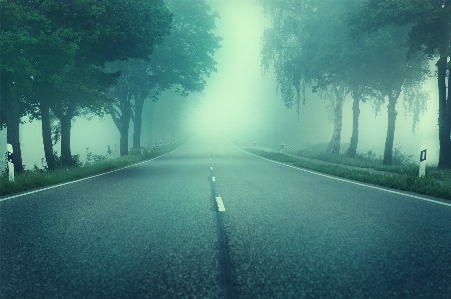 Road trees fog asphalt Photo