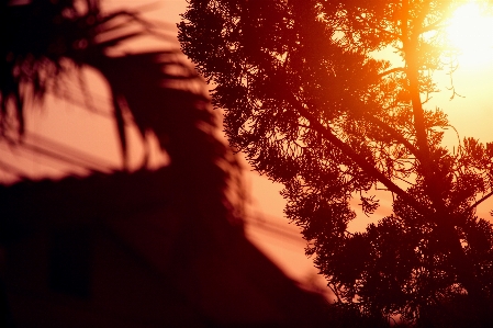 Evening sky tree nature Photo