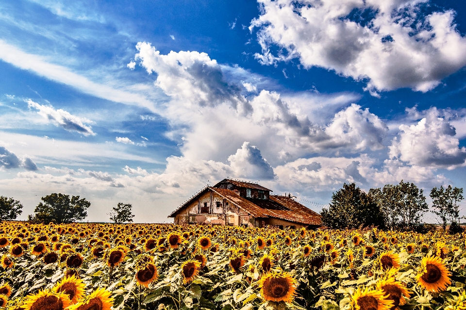 Sky sunflower nature natural landscape