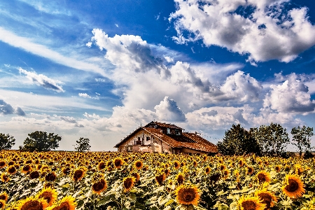 Sky sunflower nature natural landscape Photo