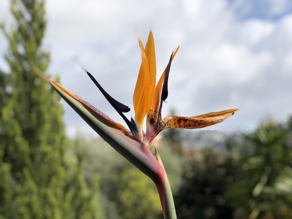 エジプトの花
 大きい 極楽鳥
 花