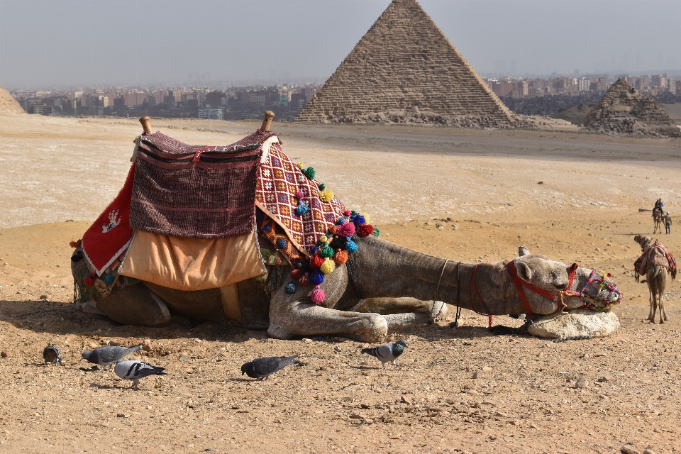 Kamel pyramiden Ägypten rock