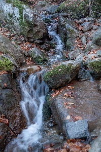 Stream forest water body of Photo