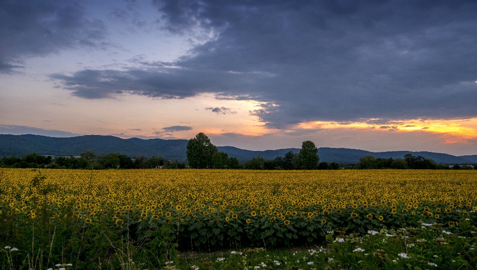 Crepúsculo campo girasoles verano