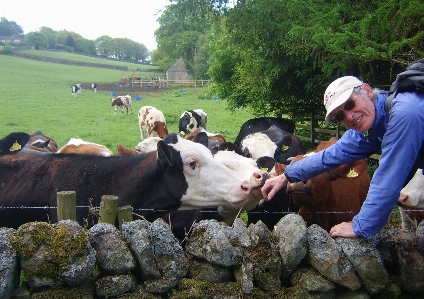 Freindly cows bovine dairy cow Photo