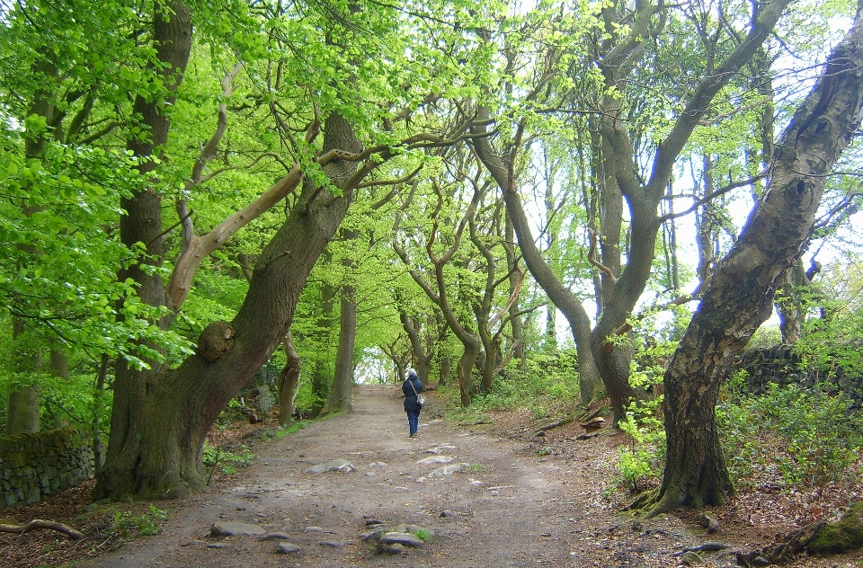 Woodland walk tree nature reserve