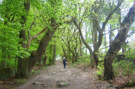 Woodland walk tree nature reserve Photo