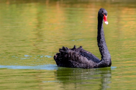 Foto Hewan burung angsa hitam
 bertulang belakang
