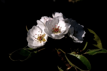 Foto Apple musim semi
 putih daun bunga