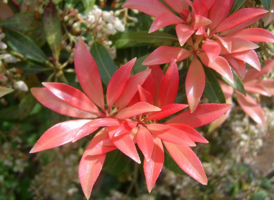 赤 葉 花 開花植物
