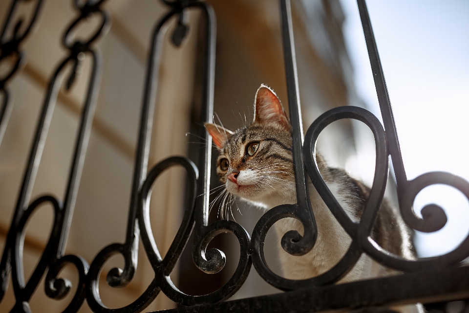 Gato hierro félidos
 gatos pequeños a medianos
