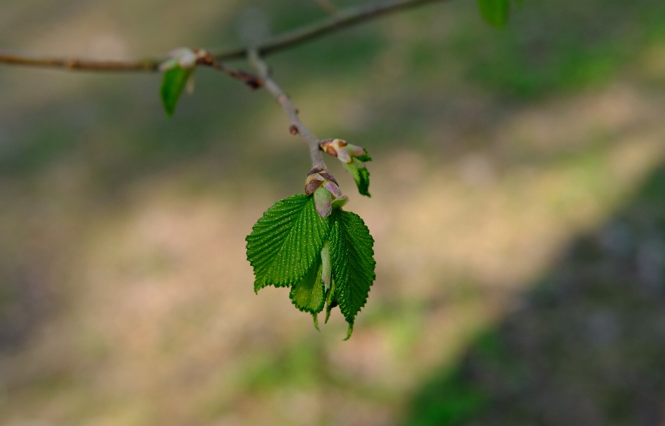 Leaf plants flower plant