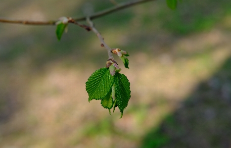 Leaf plants flower plant Photo