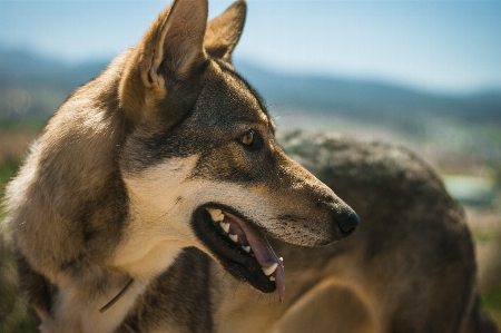 Foto Serigala granada spanyol anjing