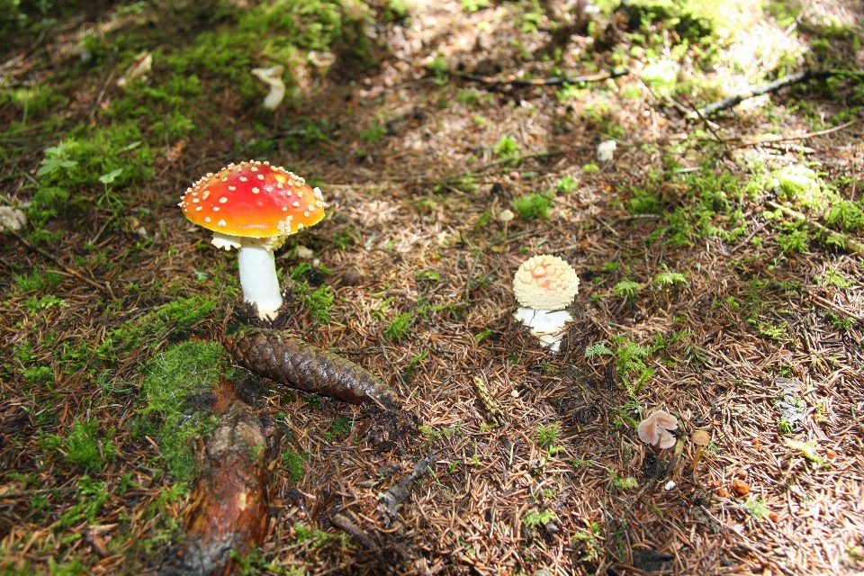 Nature fungus agaric mushroom