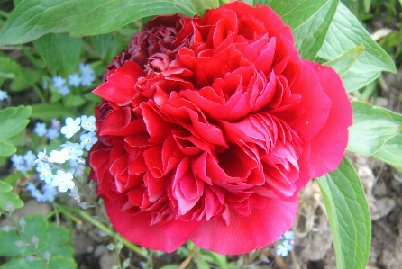 Red peony flower flowering plant Photo