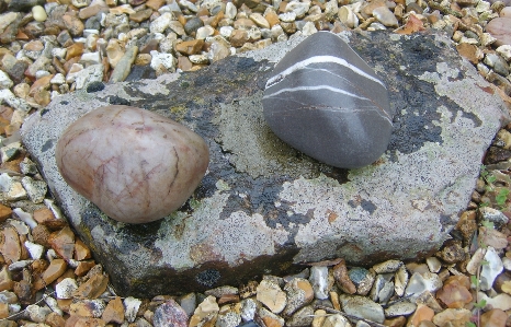 Pebbles pebble clam rock Photo