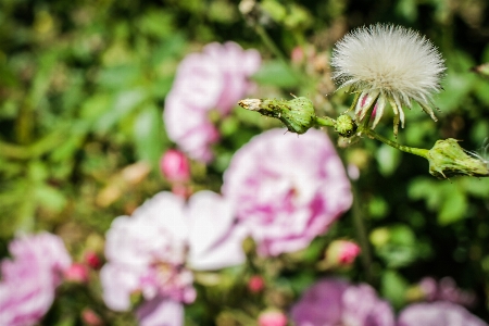 Blumen blume blühende pflanze
 anlage Foto