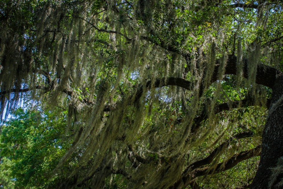 Landscape tree vegetation nature