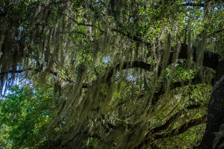 Landscape tree vegetation nature Photo