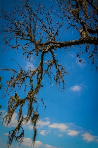 Trees tree sky branch Photo