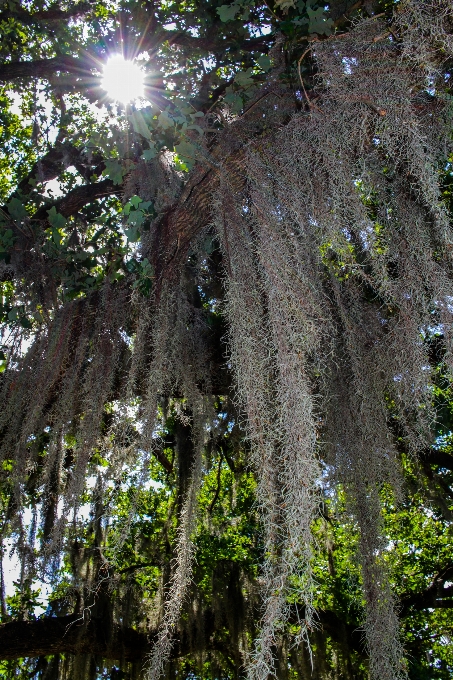 Naturaleza paisaje árbol vegetación