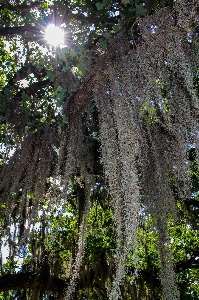 Nature landscape tree vegetation Photo