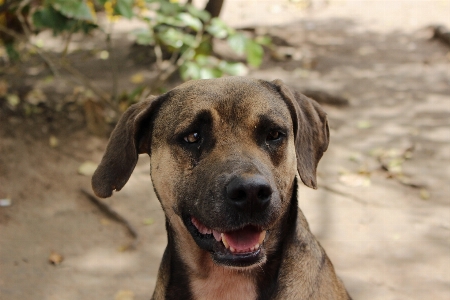 Foto Perro naturaleza mascotas animales