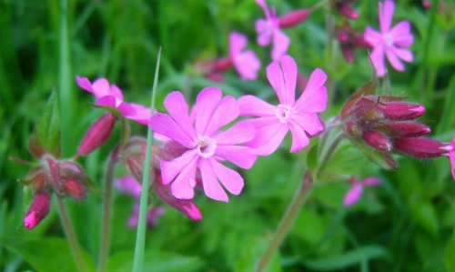 ピンク 花 開花植物
 植物 写真