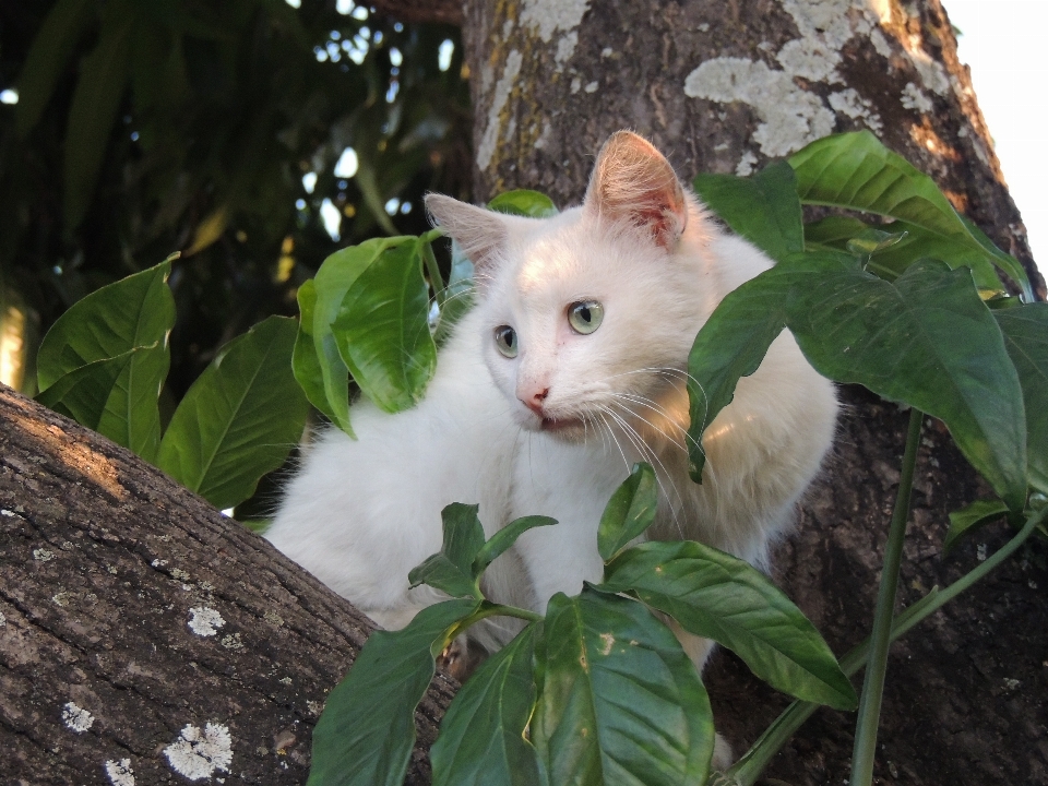 Gatto gatti di piccola e media taglia
 felidi
 basettoni
