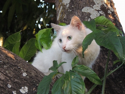 Cat small to medium sized cats felidae whiskers Photo