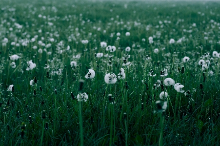 Blowball meadow seed close Photo