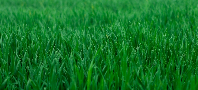 Field grain green sowing Photo