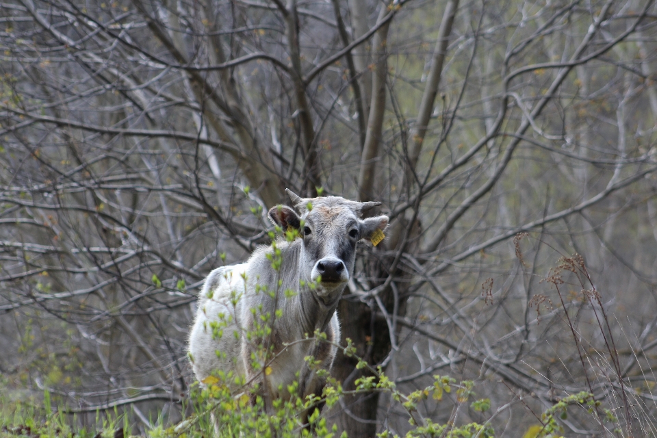 Cow nature animal farm