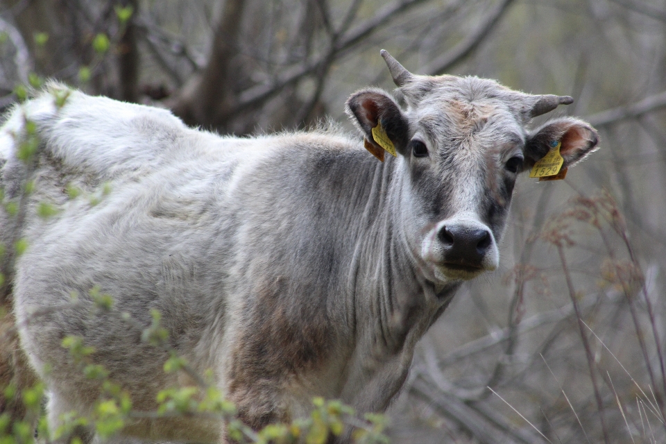 Sapi alam satwa peternakan