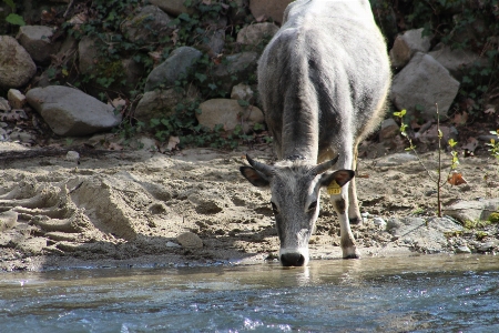 牛 自然 動物 農場 写真