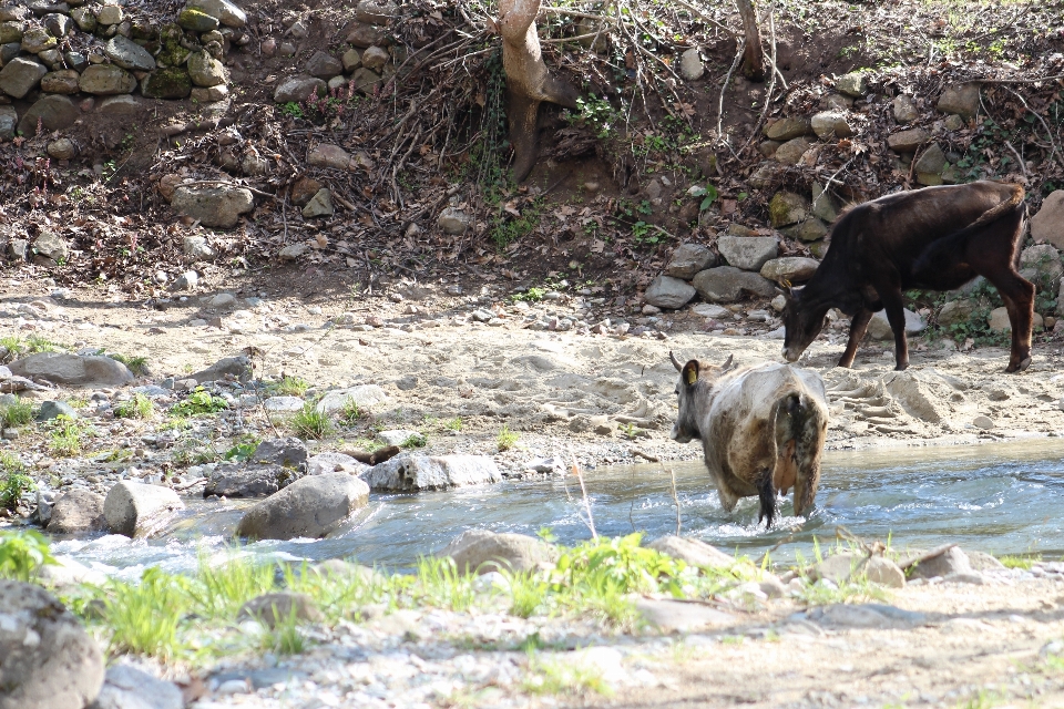 Krowa natura zwierzę gospodarstwo rolne