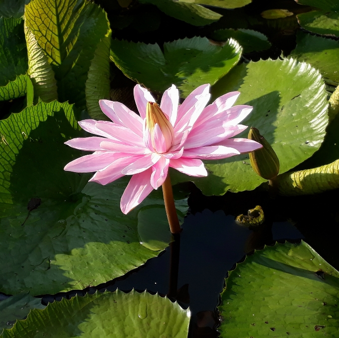 Flor lótus paisagem família de lótus
