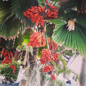 手のひら フルーツ 木 植物 写真