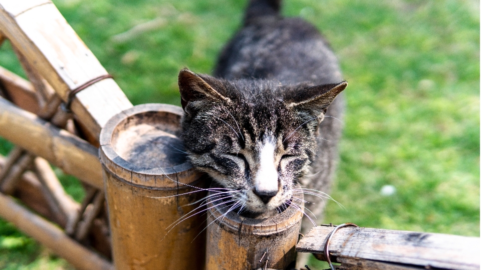 Gato bigotes
 mamífero gatos pequeños a medianos
