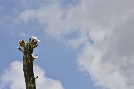 Foto Céu nuvem dia vegetação