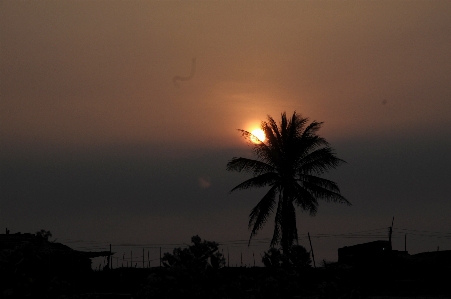 Sunrise beach coconut sky Photo