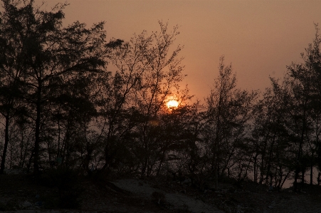 Sunrise tree landscape sky Photo