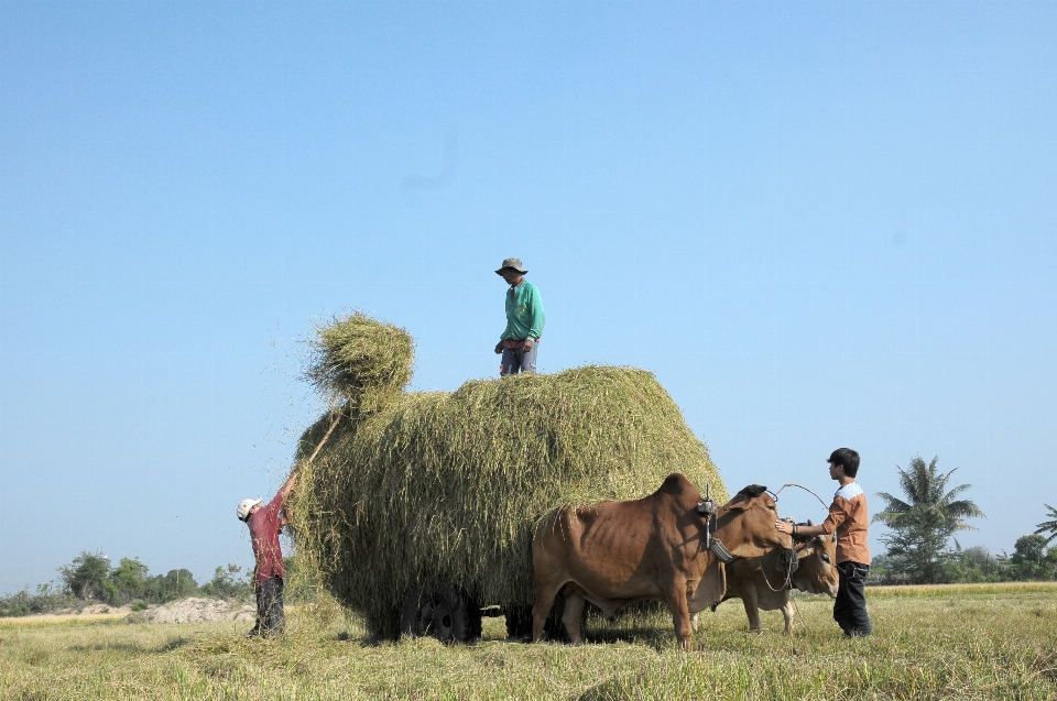 Cows landscape field hay