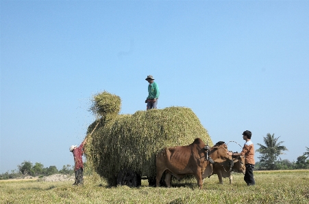 Cows landscape field hay Photo