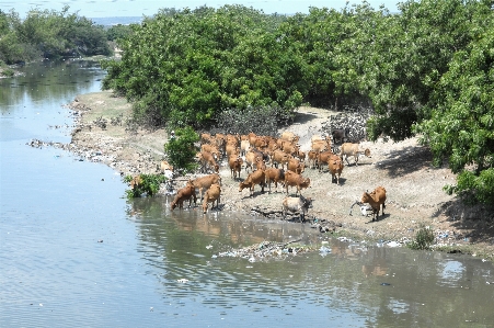 Cows landscape nature water Photo