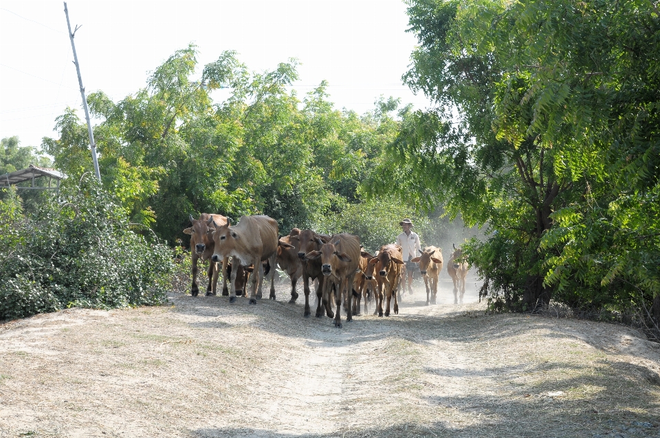 Mucche
 paesaggio natura gregge